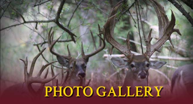 STRR Whitetails Photo Galleries