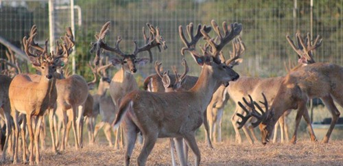 New STRR Whitetails Website