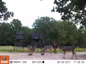 2017 Shooter Bucks